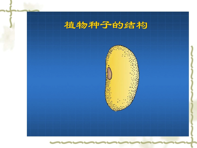 描述植物种子的结构分析植物种子萌发需要的外界条件描述-安民中学.ppt_第3页