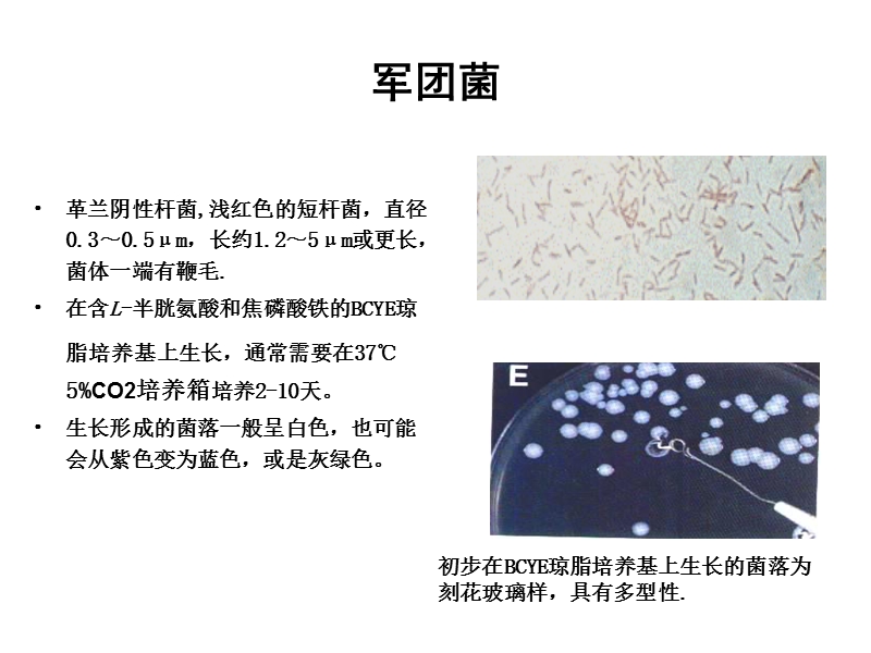 军团菌的分离培养与鉴定-福建省疾病预防控制中心.ppt_第2页