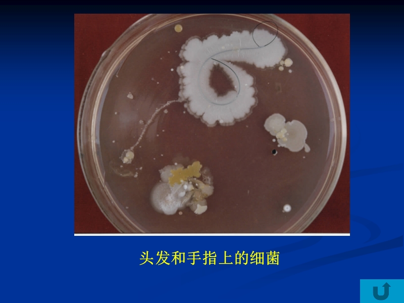 热力灭菌法辐射作用.ppt_第2页