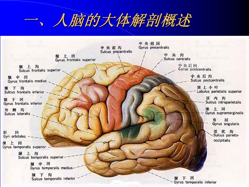 人体头部的横断层解剖.ppt_第2页