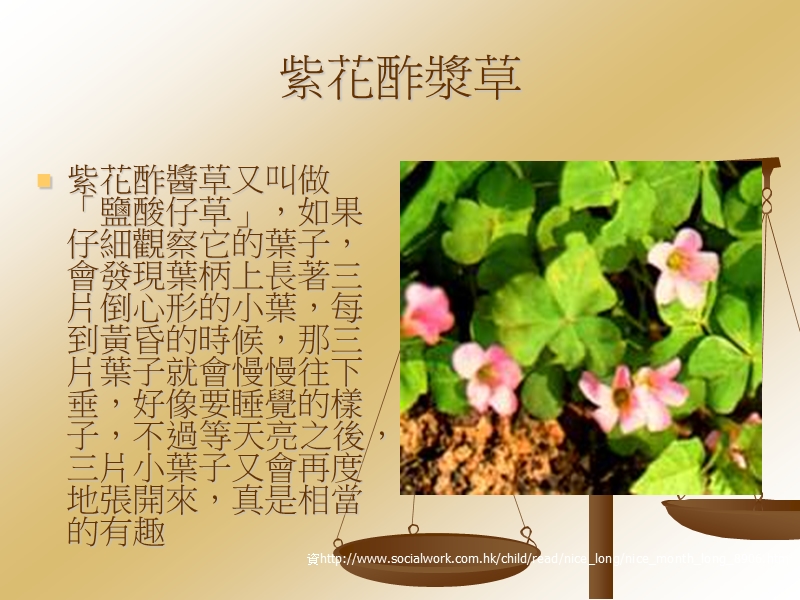 台中的草.ppt_第3页