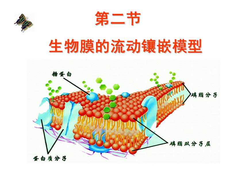 生物膜的流动镶嵌模型.ppt_第1页