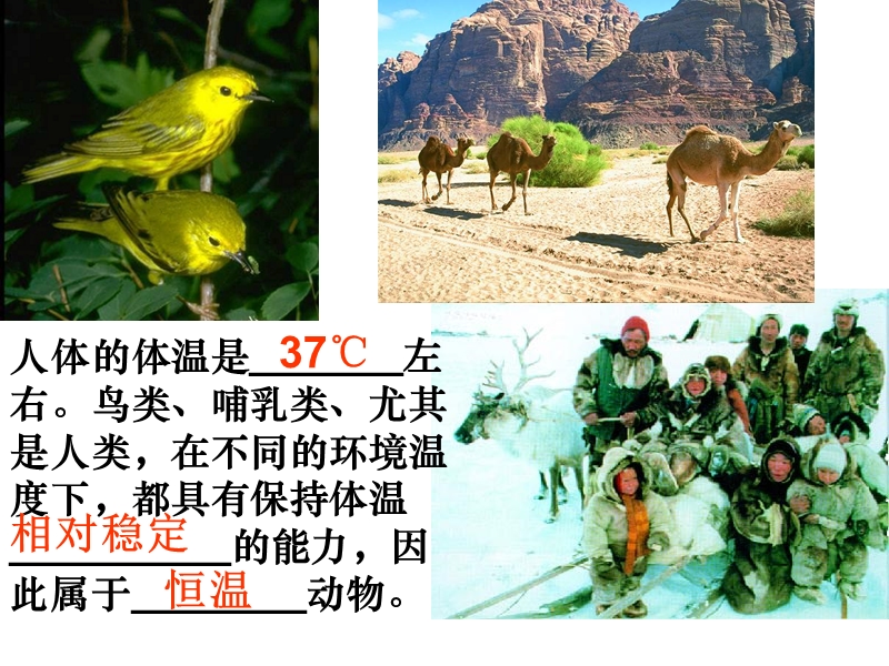 体温调节.ppt_第2页