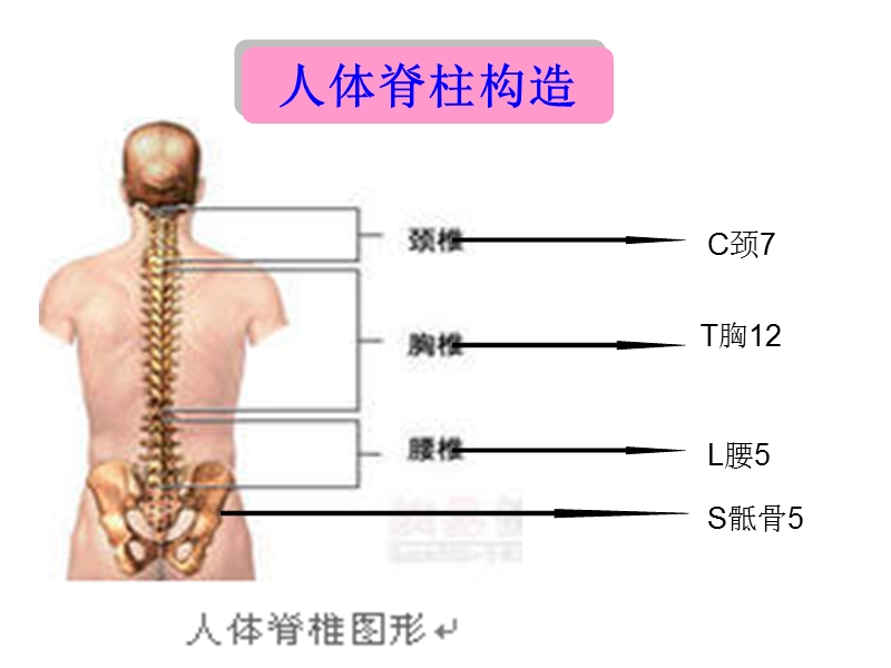 腰椎间盘突出症护理(精美).ppt_第3页