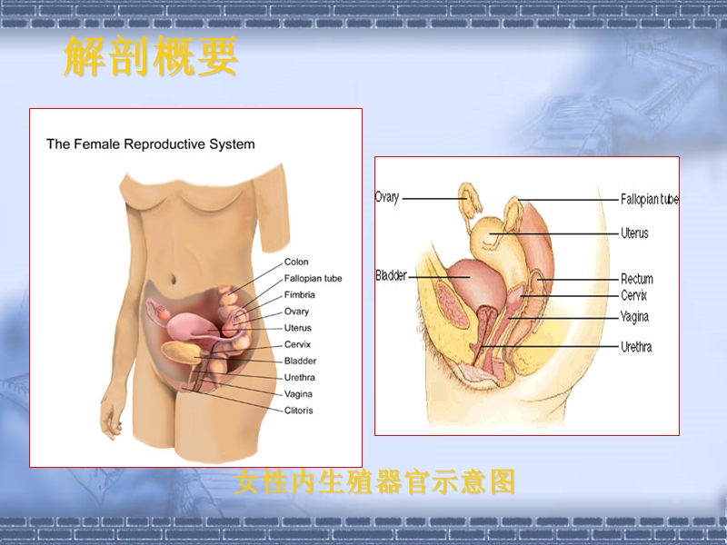 正常卵巢声像图-中国妇产科在线.ppt_第3页