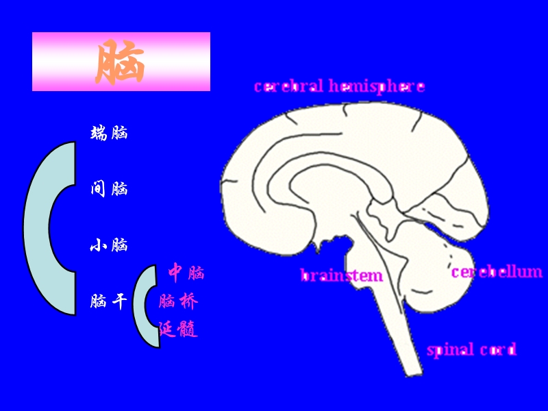 中枢神经.ppt_第1页