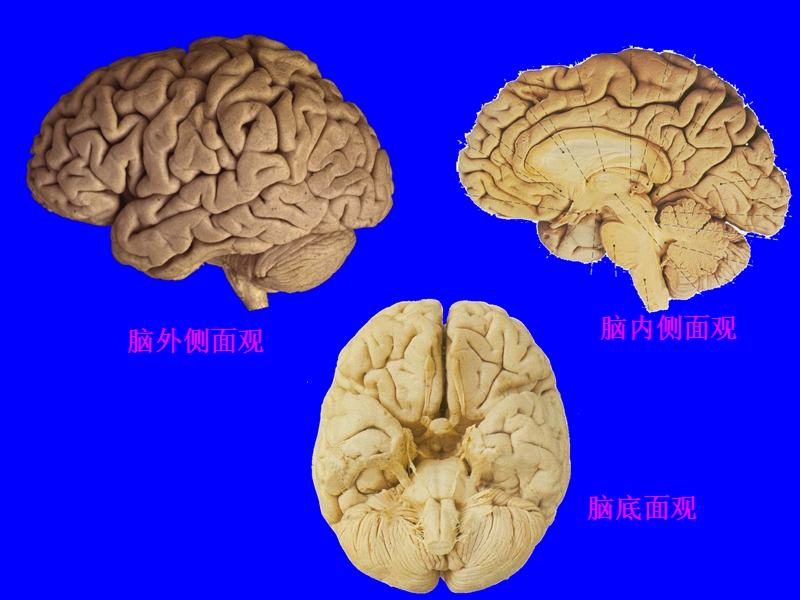 中枢神经.ppt_第2页