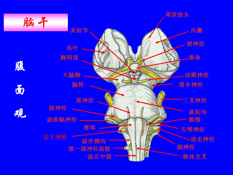 中枢神经.ppt_第3页