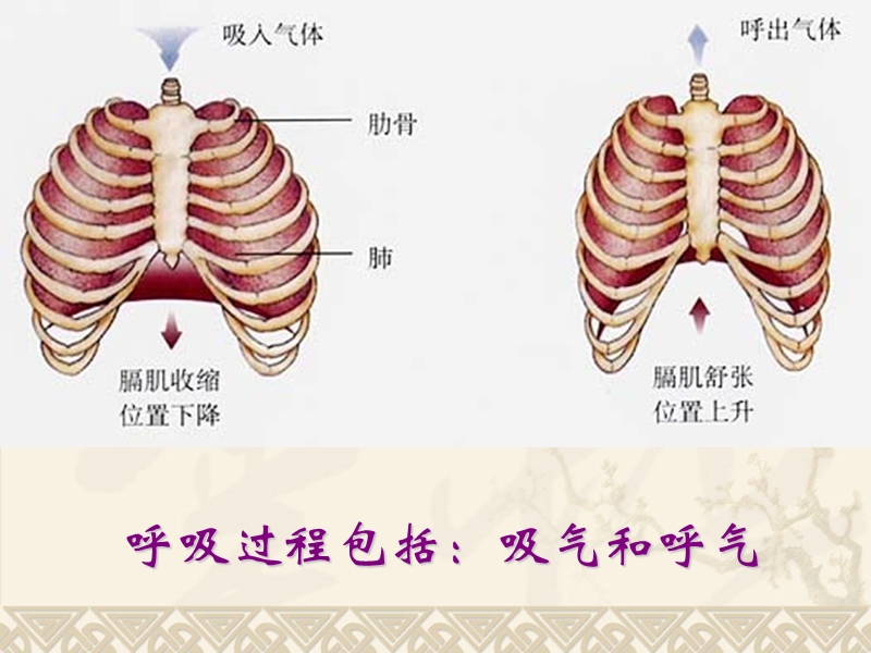 人工呼吸.ppt_第2页