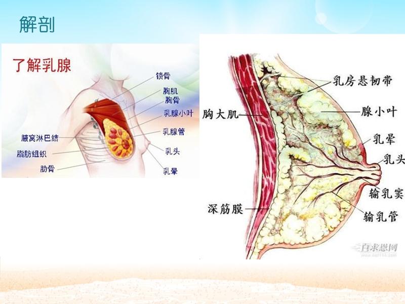 乳腺癌幻灯片.ppt_第2页