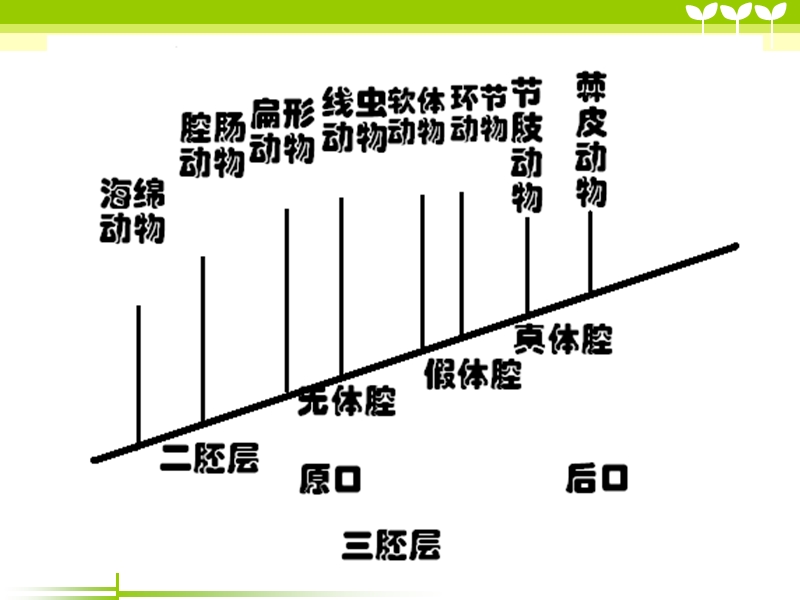 循环系统.ppt_第2页