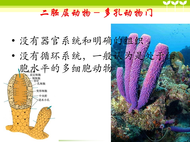 循环系统.ppt_第3页