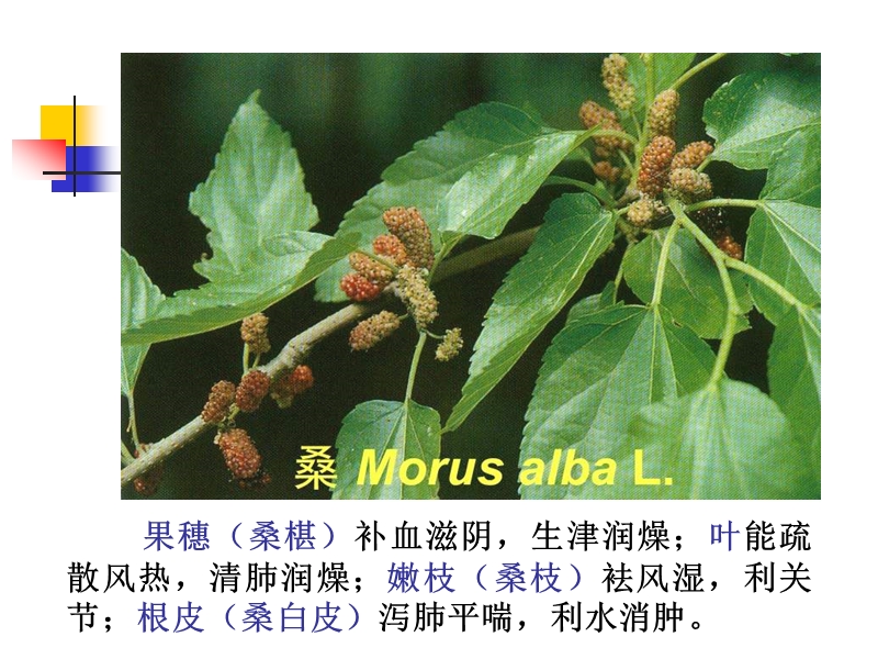 桑科moraceae.ppt_第3页