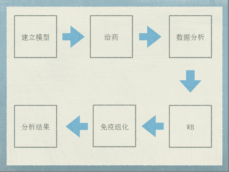 多重激酶抑制剂瑞戈非尼对人员姓异种移植物胃癌模型的抗肿瘤活性.pptx_第3页