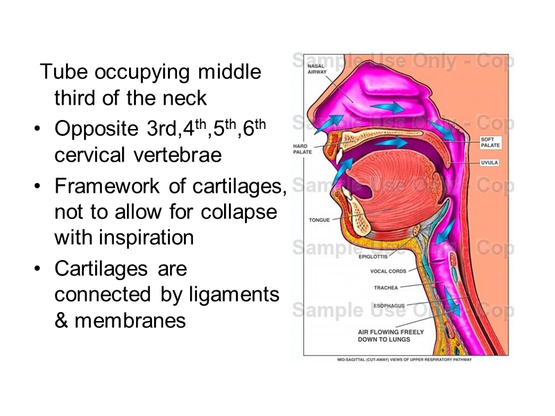 喉的解剖.ppt_第2页