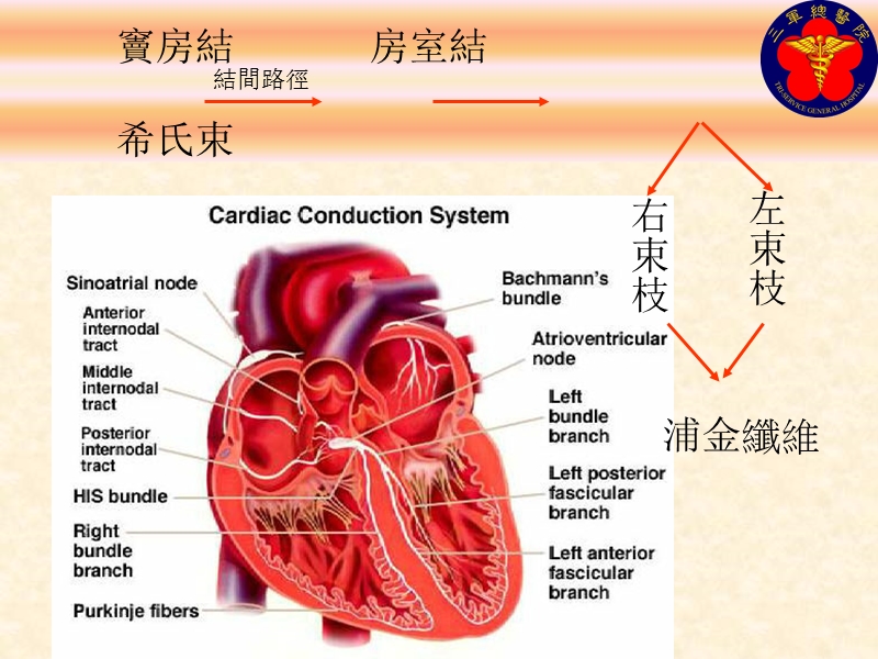 快速心律判讀準則與方法.ppt_第2页