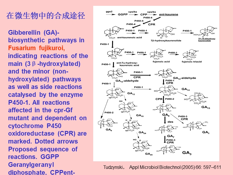 04_赤霉素详解.ppt_第3页