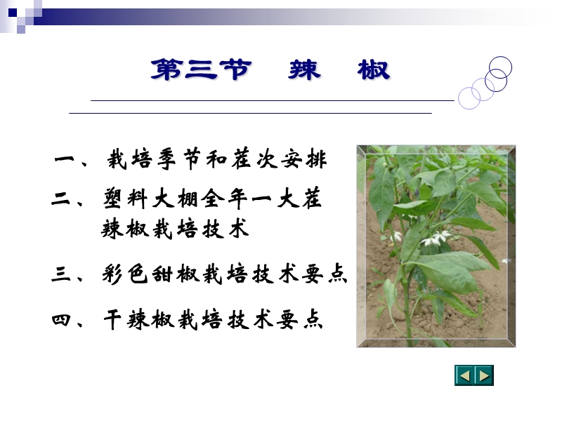 03第三节-辣椒.ppt_第2页