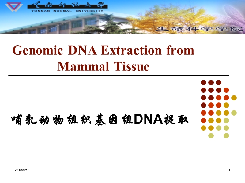 03哺乳动物组织基因组dna提取.ppt_第1页