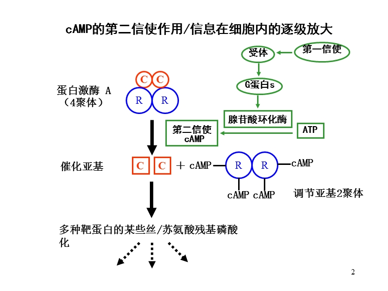 03-硕士研究生课-现代分子生物学-基础知识-3-细胞信号转导-李恩民.ppt_第2页