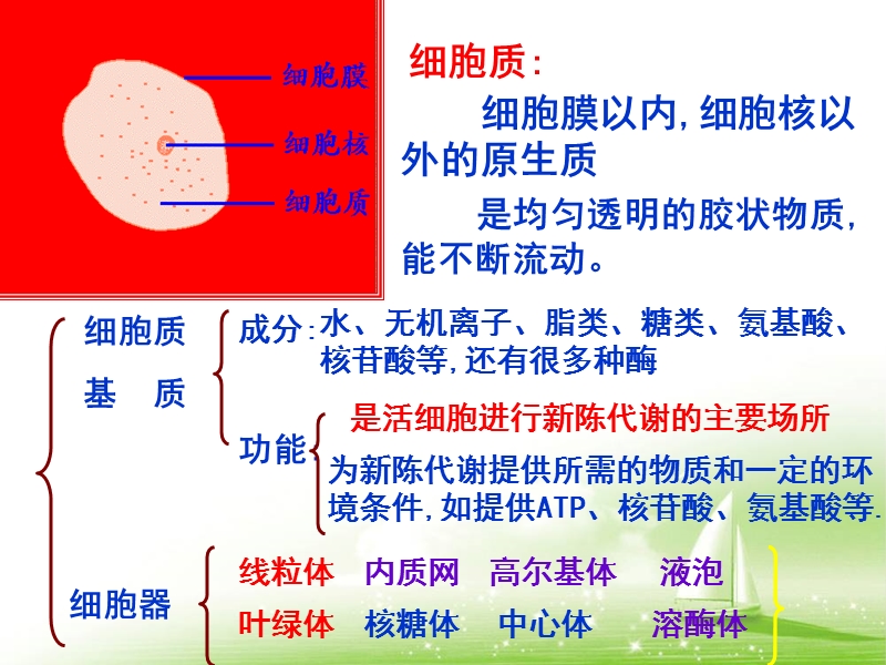 3.2细胞器.ppt_第2页