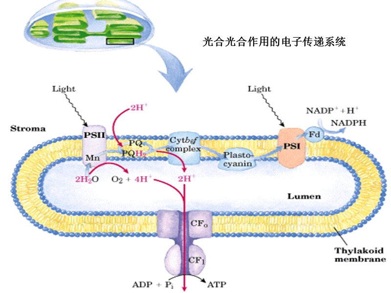 2-3-除草剂作用的种类和作用机理.ppt_第3页