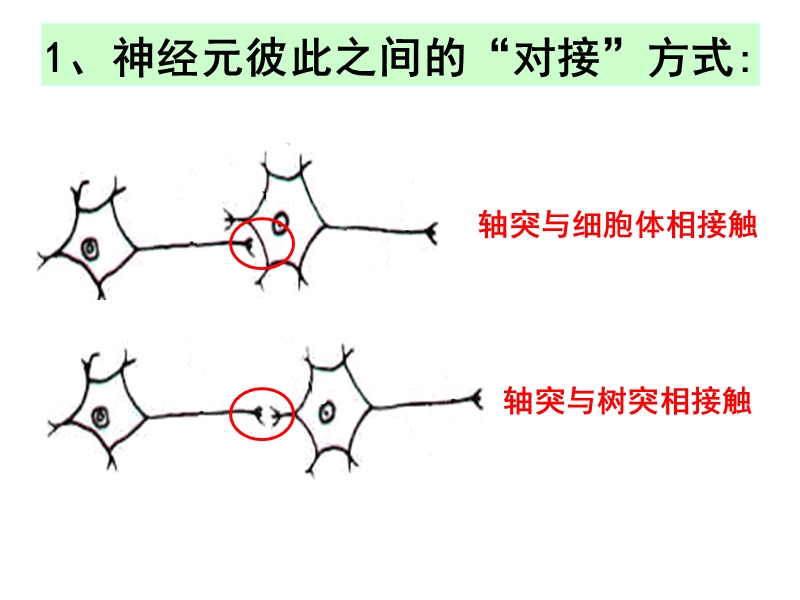 2.1通过神经系统的调节.ppt_第2页