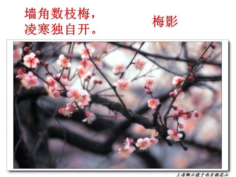 《白杨礼赞》优秀ppt课件.ppt_第3页