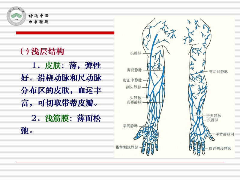 3臂、肘和前臂前区().ppt_第2页