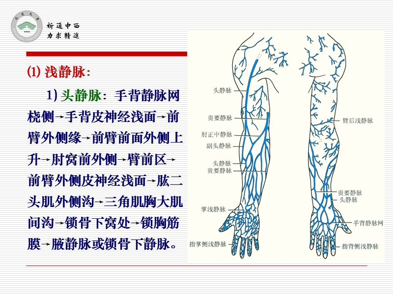 3臂、肘和前臂前区().ppt_第3页