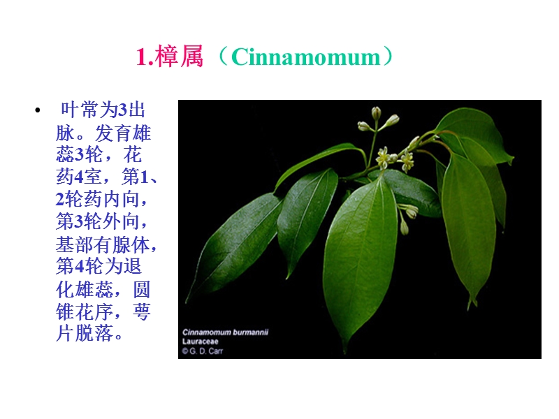 11樟科lauraceae.ppt_第3页