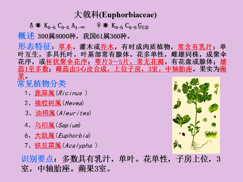 18大戟科euphorbiaceaeppt.ppt_第1页