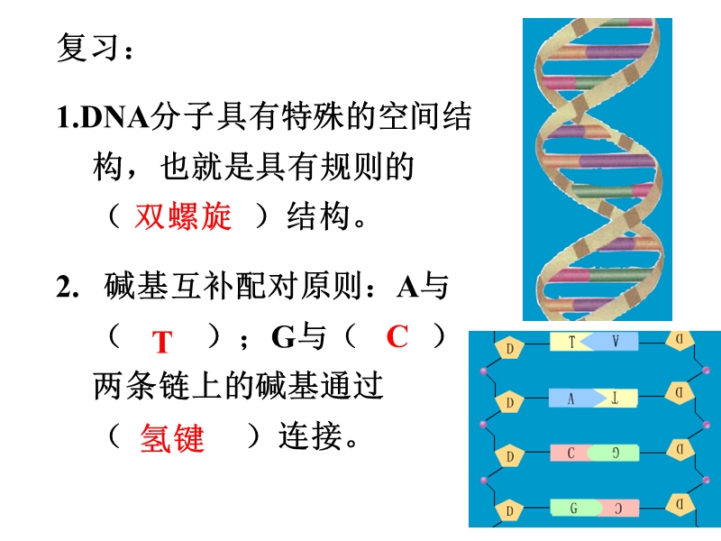 第三章基因的本质 dna的复制.ppt_第2页