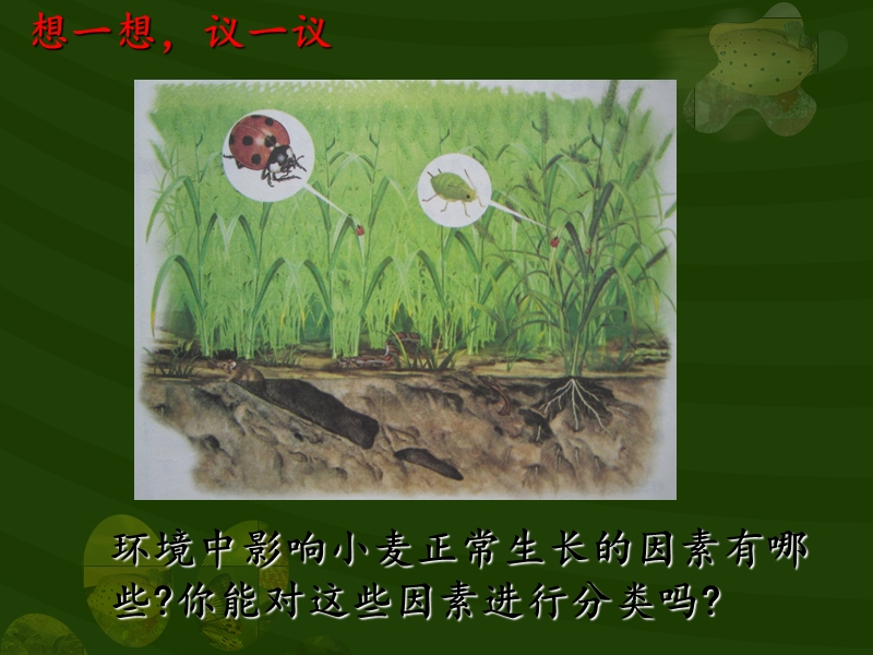 《生物的生存依赖一定的环境》课件3.pptx_第3页