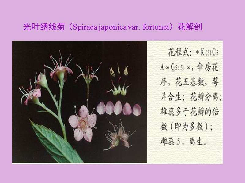 14蔷薇科rosaceaeppt.ppt_第3页