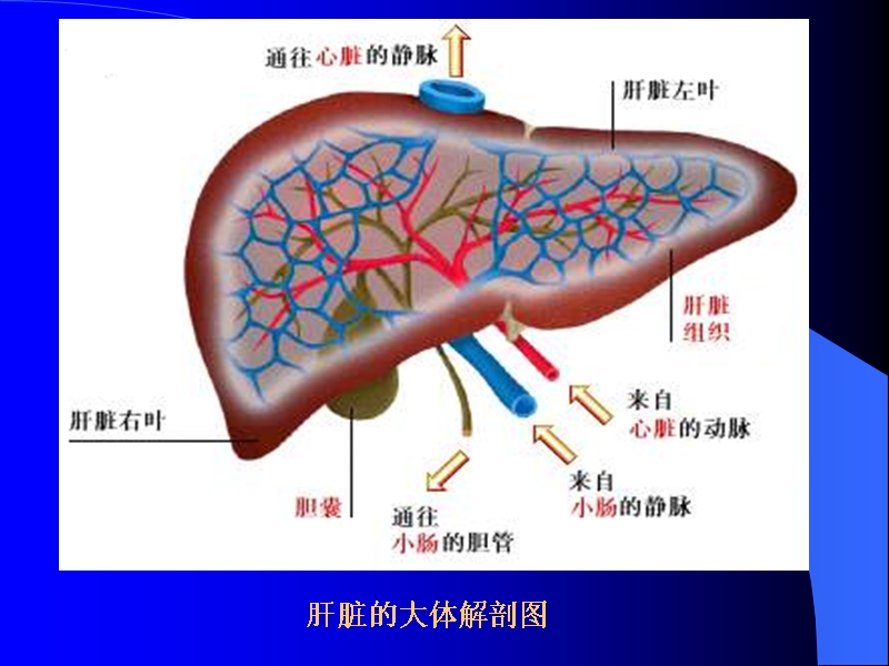 【病理生理学】第十三章-肝功能不全(孔小燕).ppt_第3页