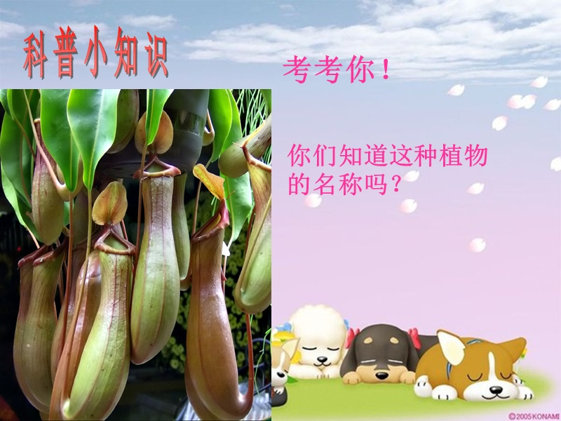 “猪笼草”.ppt_第2页