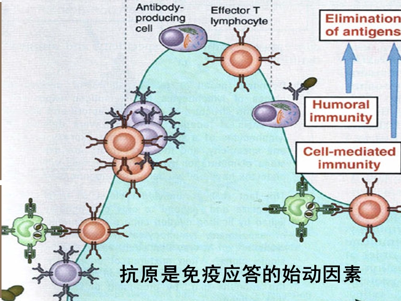 第三章 抗原 （antigen）.ppt_第3页