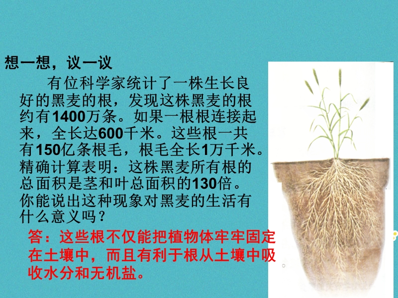 六年级生物下册 3.2.2《植株的生长》课件2 鲁科版五四制.ppt_第3页