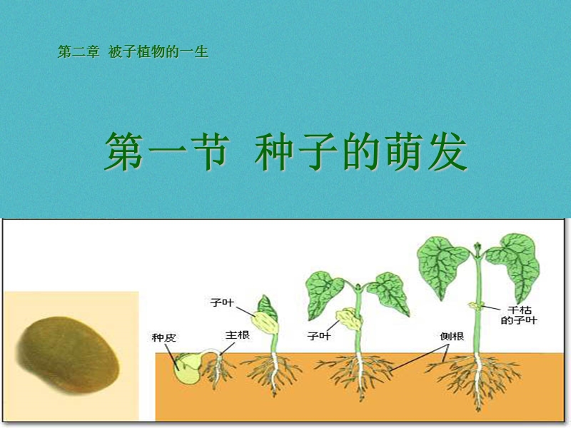 六年级生物下册 3.2.1《种子的萌发》课件1 鲁科版五四制.ppt_第1页