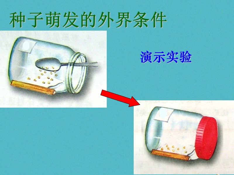 六年级生物下册 3.2.1《种子的萌发》课件1 鲁科版五四制.ppt_第3页