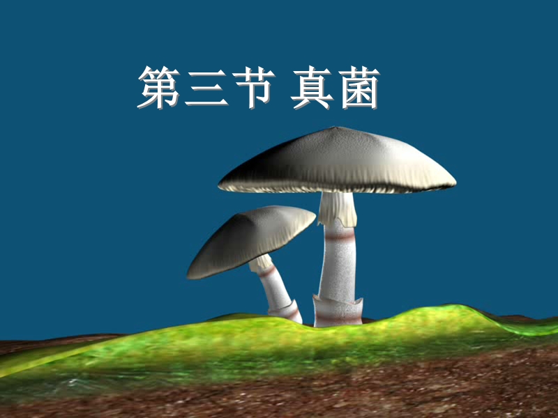 七年级生物下册 6.1.3《真菌》课件 鲁科版五四制.ppt_第1页