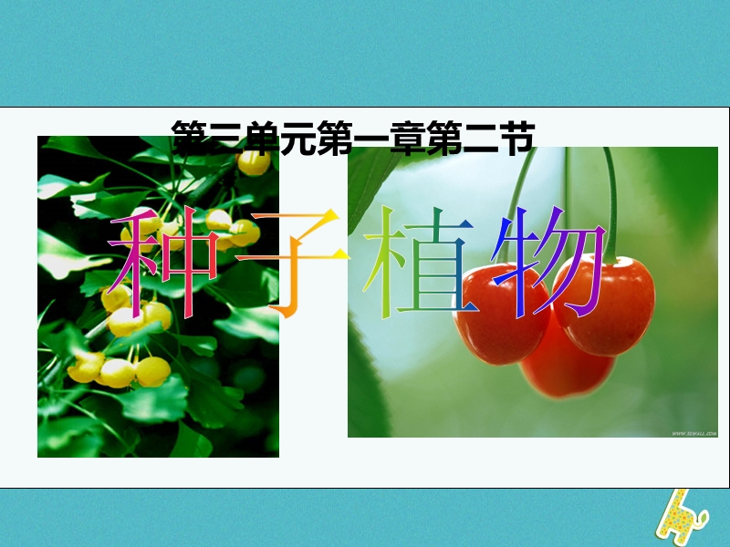 六年级生物下册 3.1.3《种子植物》课件1 鲁科版五四制.ppt_第1页