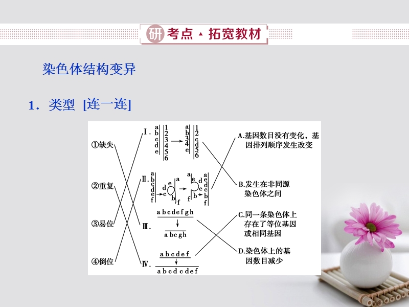 2019届高考生物总复习 第七单元 生物变异、育种与进化 第23讲 染色体变异与育种课件 新人教版.ppt_第3页