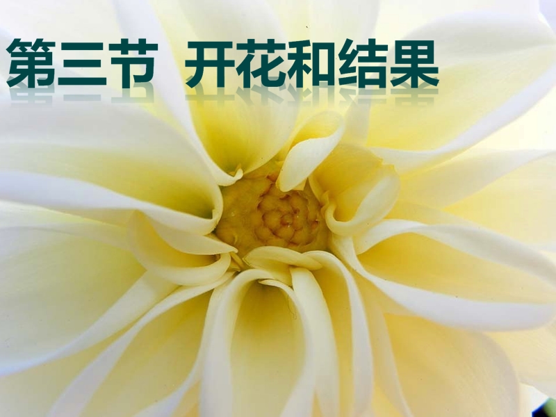 六年级生物下册 3.2.3《开花和结果》课件3 鲁科版五四制.ppt_第1页