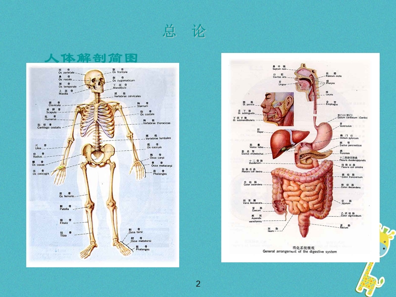 七年级生物下册 5.2.2《急救常识》课件2 鲁科版五四制.ppt_第2页