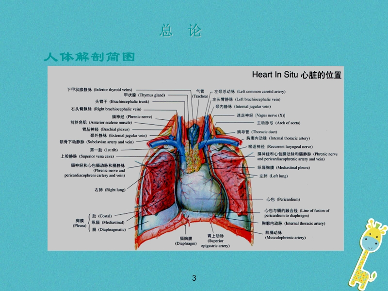 七年级生物下册 5.2.2《急救常识》课件2 鲁科版五四制.ppt_第3页