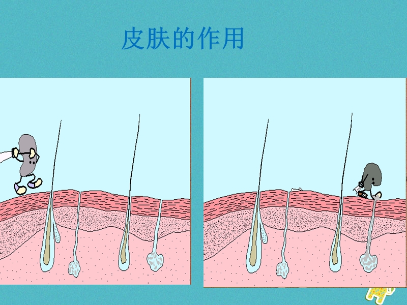 山东省安丘市七年级生物下册 3.6.1人体的免疫功能课件 （新版）济南版.ppt_第3页