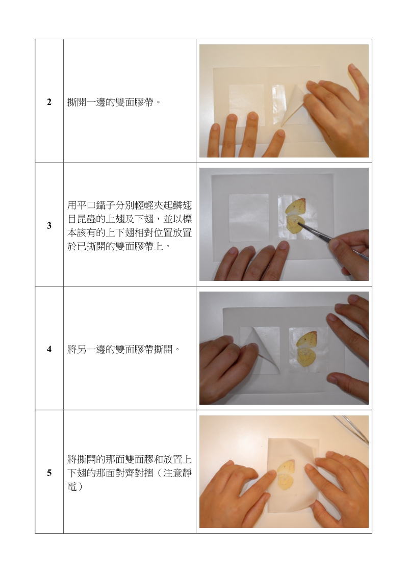 鳞翅目昆虫翅膀鳞粉转印讲义.doc_第2页