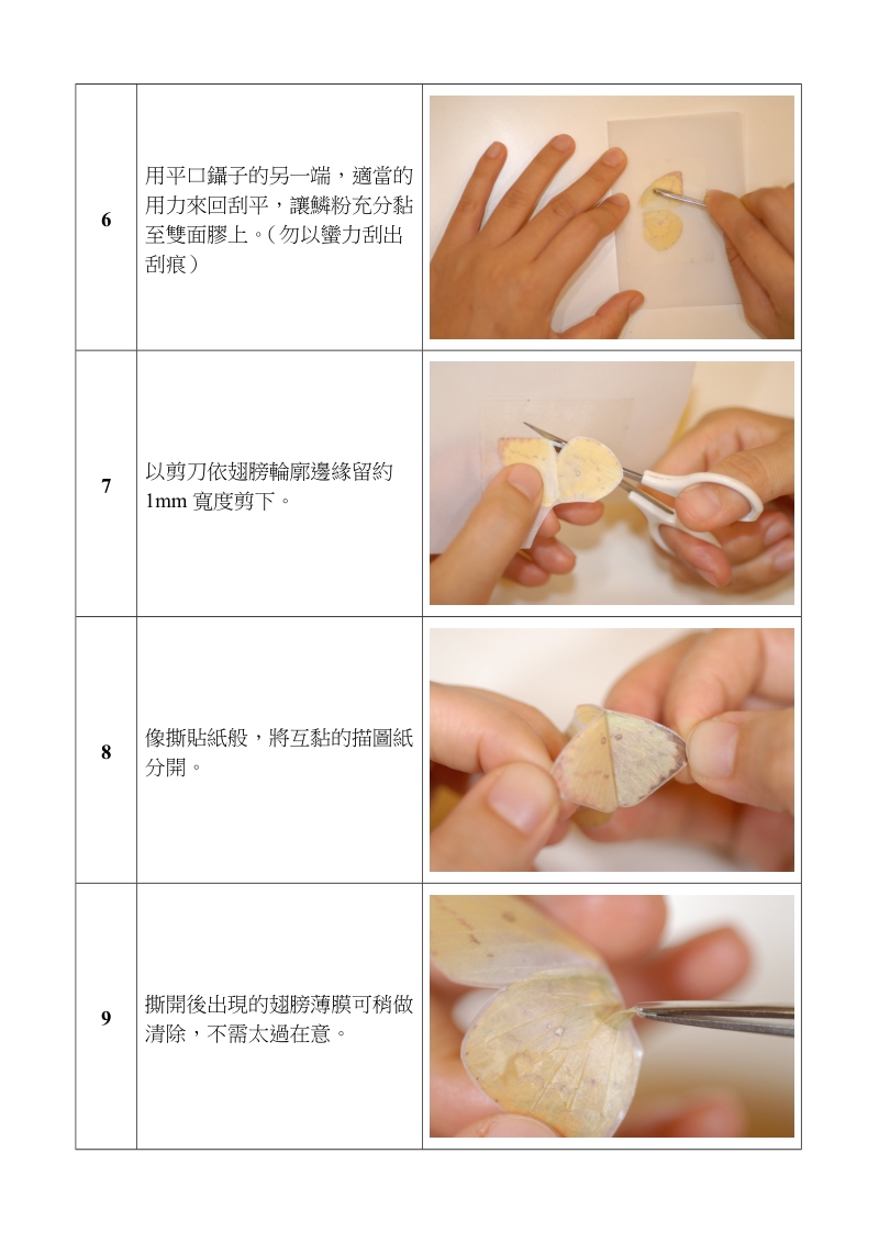 鳞翅目昆虫翅膀鳞粉转印讲义.doc_第3页